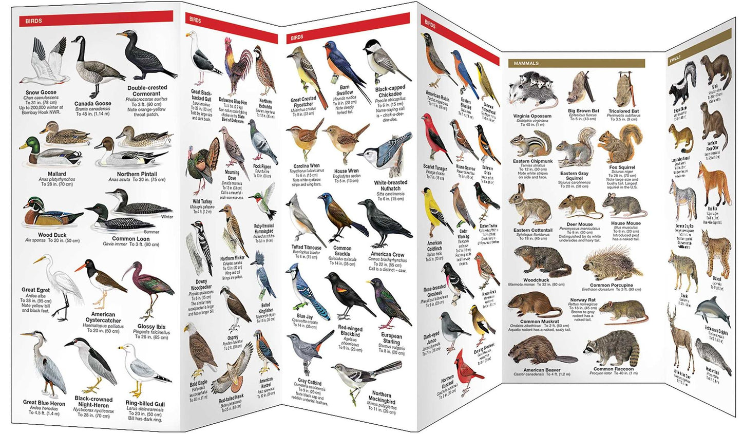 Delaware Wildlife: An Introduction to Familiar Species