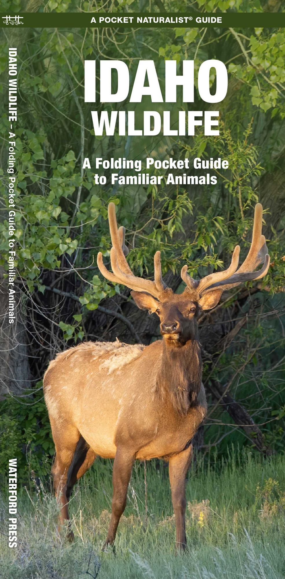 Idaho Wildlife: An Introduction to Familiar Species