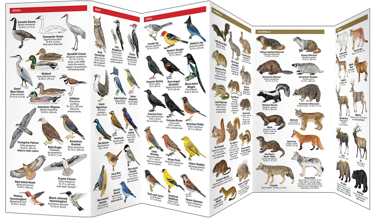 Idaho Wildlife: An Introduction to Familiar Species