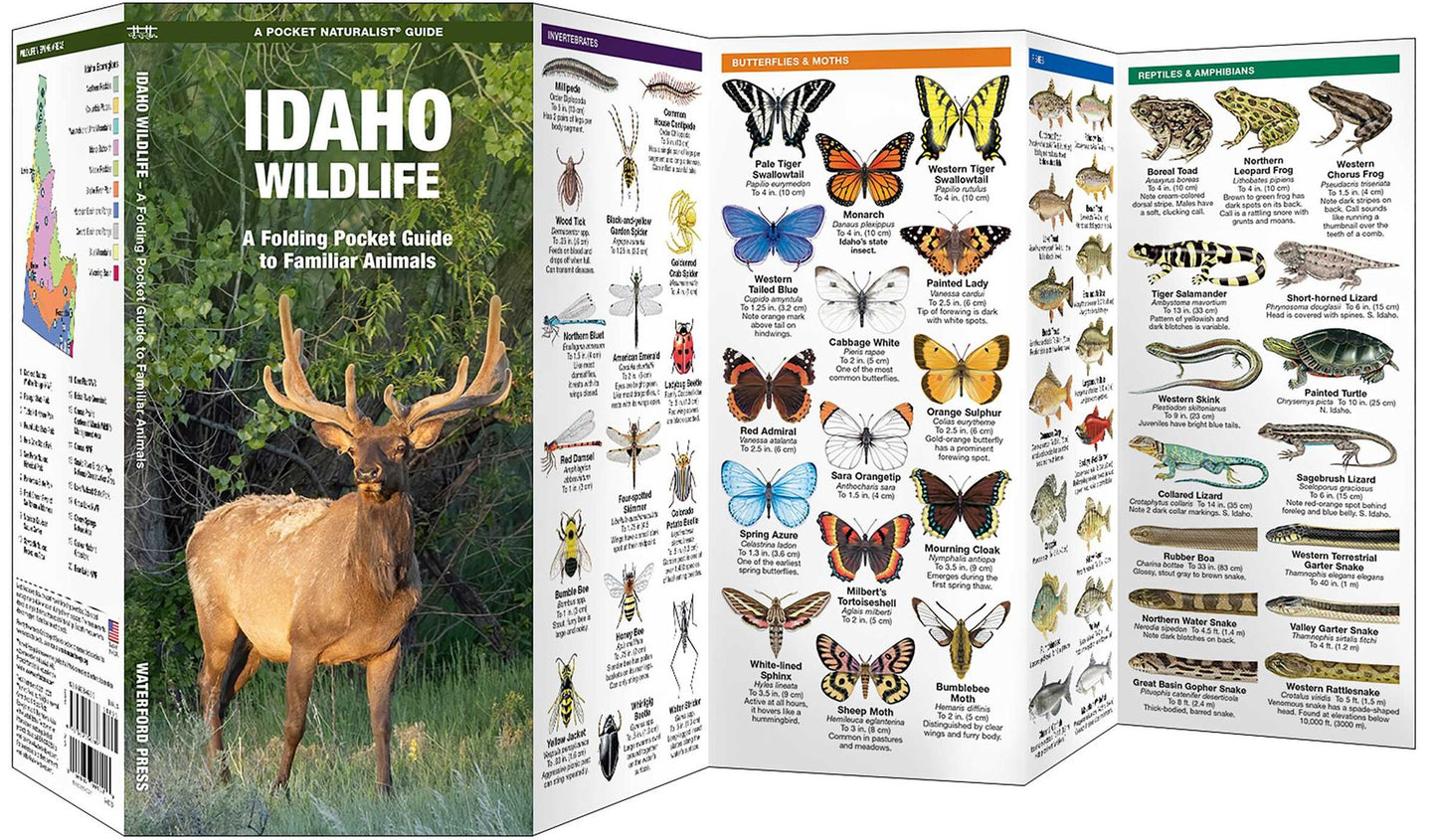 Idaho Wildlife: An Introduction to Familiar Species