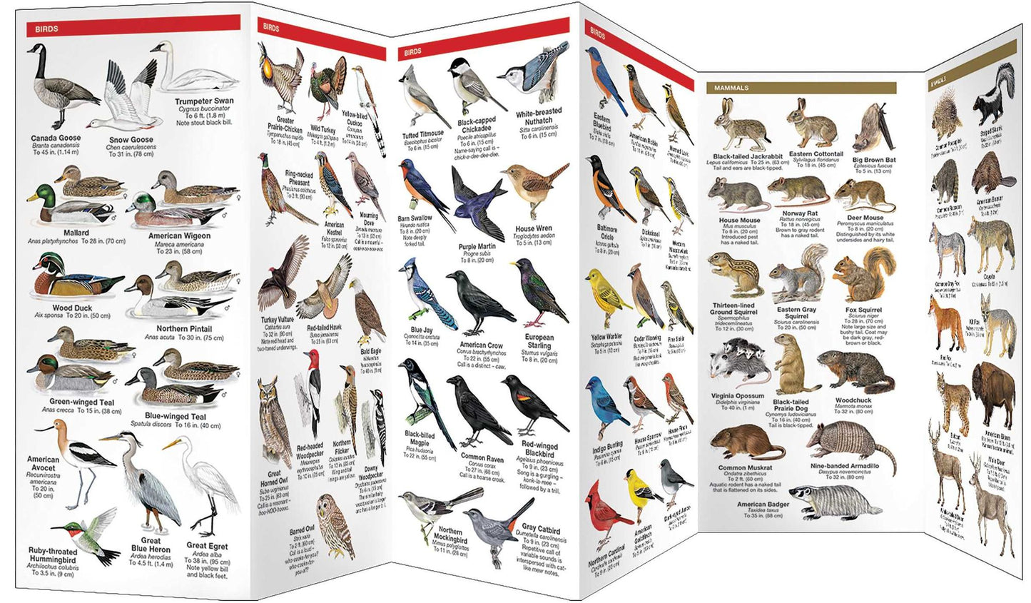 Kansas Wildlife: An Introduction to Familiar Species