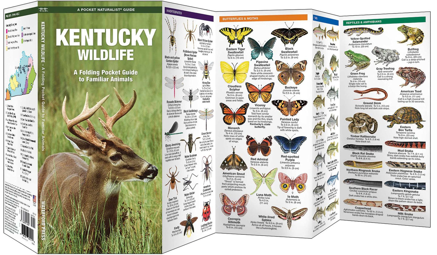 Kentucky Wildlife: An Introduction to Familiar Species