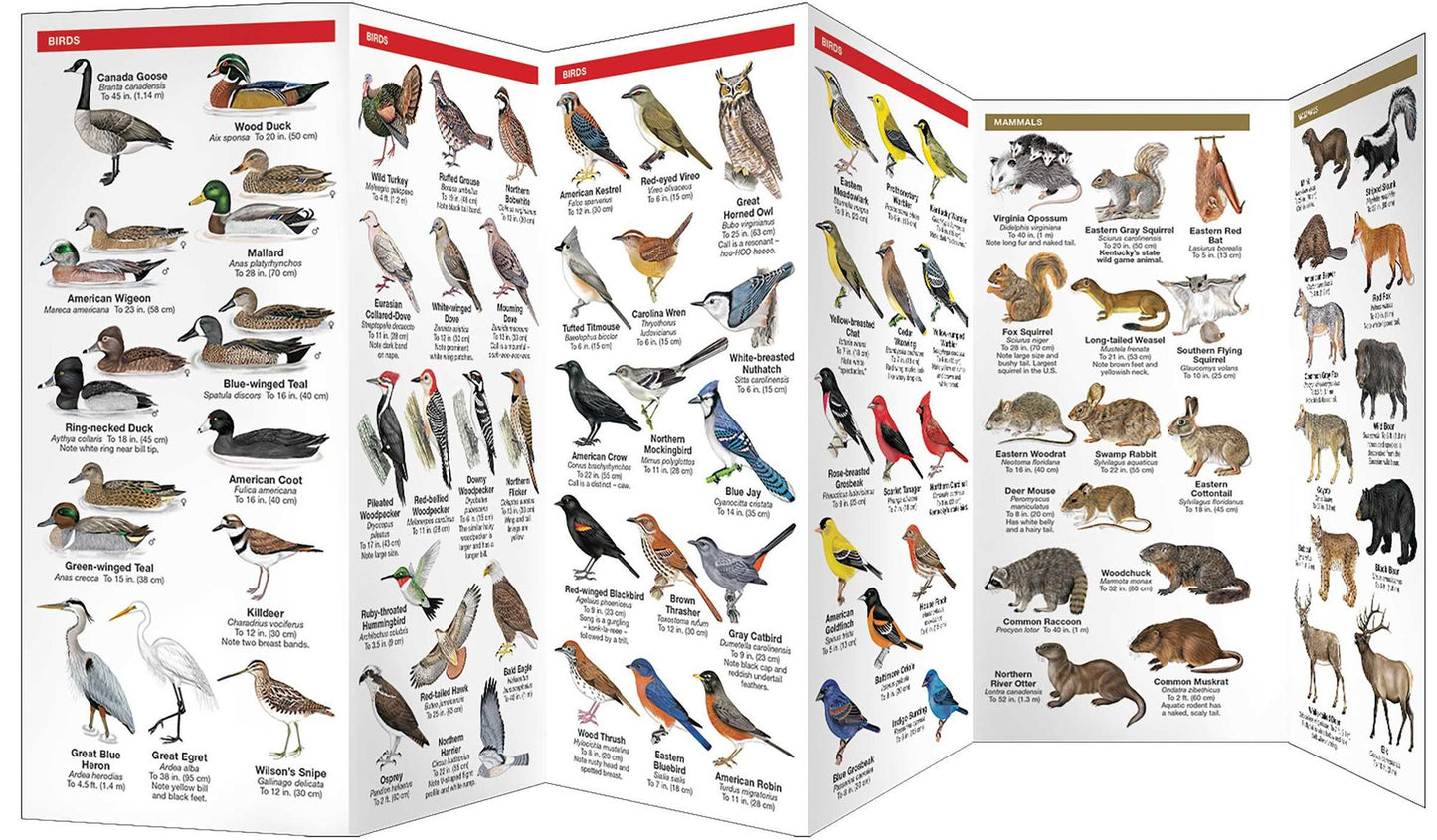 Kentucky Wildlife: An Introduction to Familiar Species
