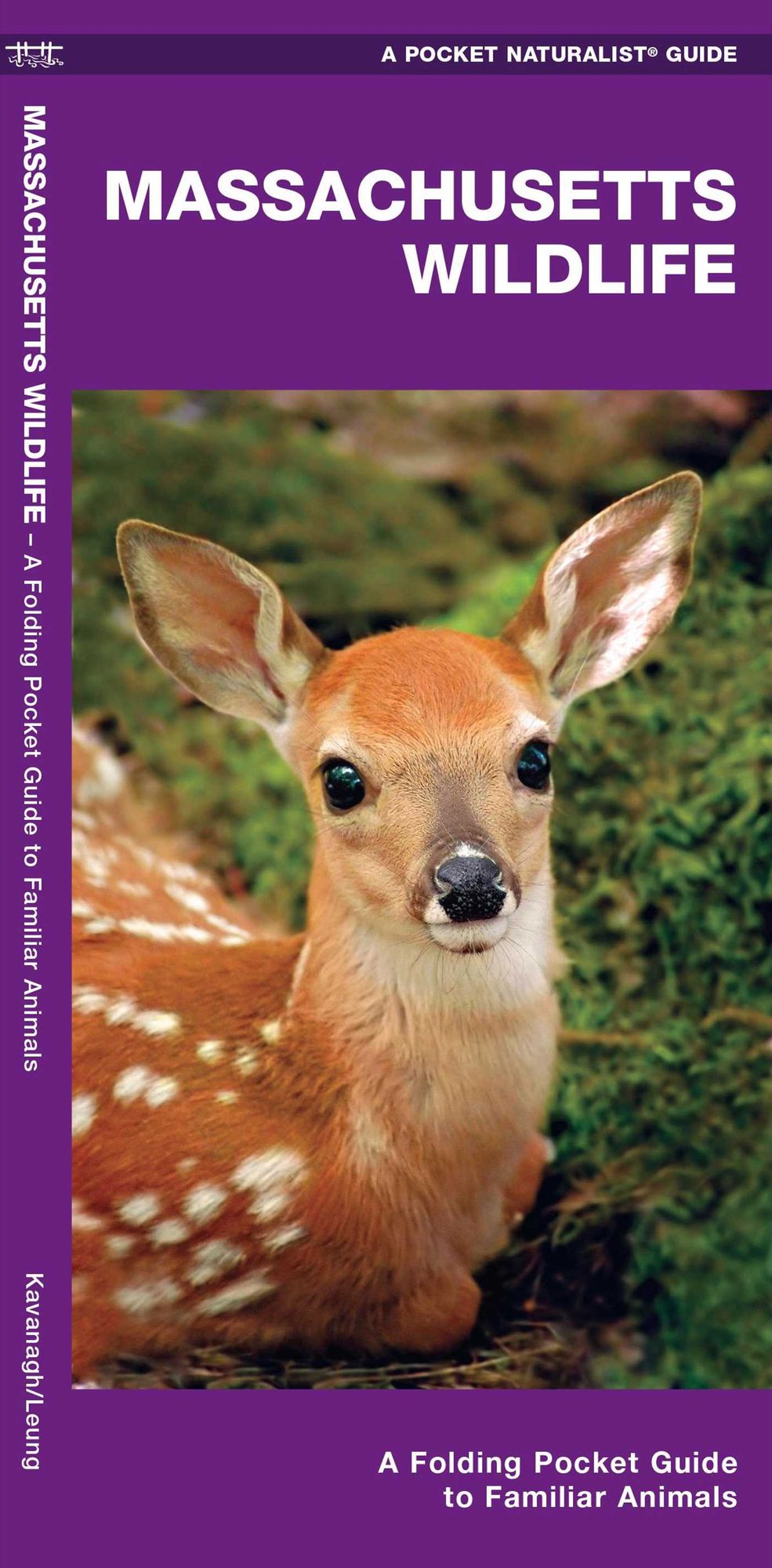 Massachusetts Wildlife: An Introduction to Familiar Species