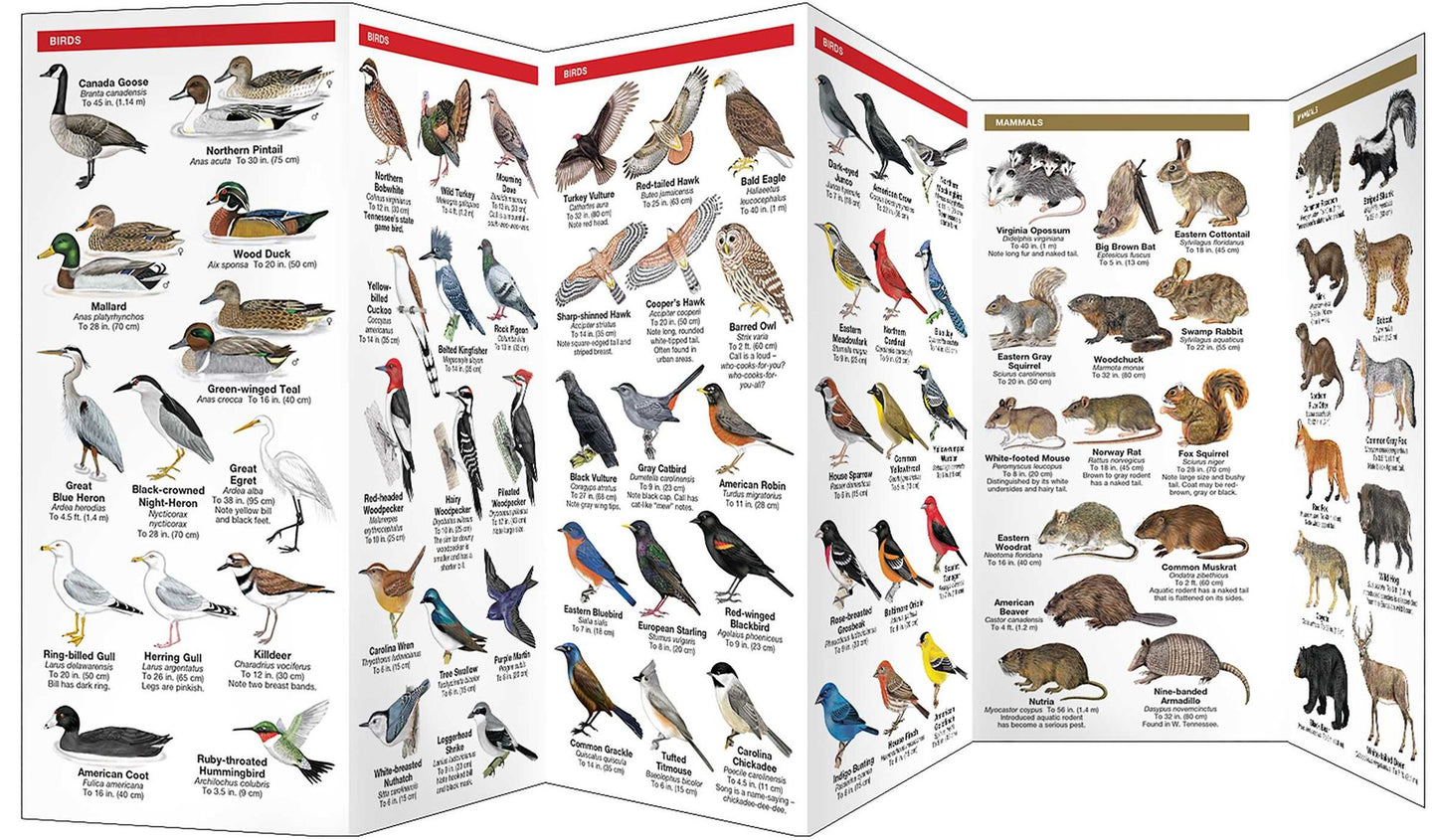 Tennessee Wildlife: An Introduction to Familiar Species