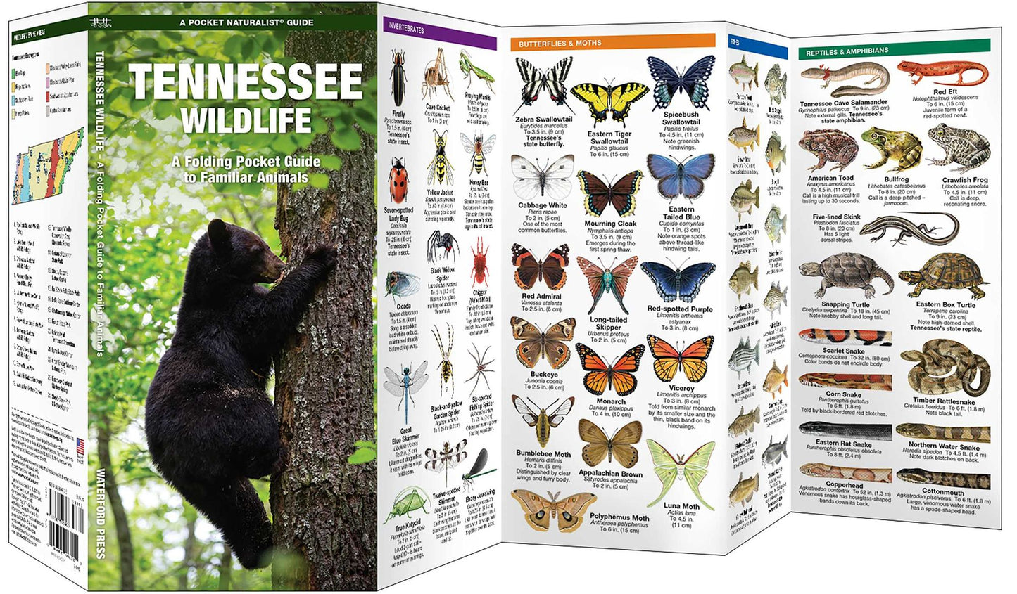 Tennessee Wildlife: An Introduction to Familiar Species