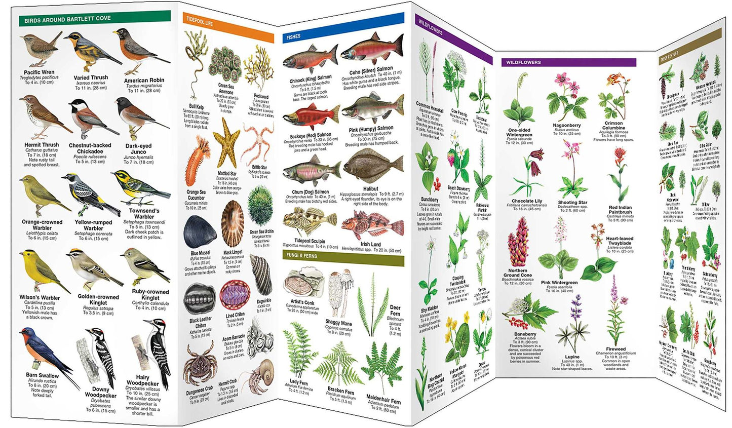 Glacier Bay National Park & Preserve: A Folding Pocket Guide to Familiar Plants & Animals