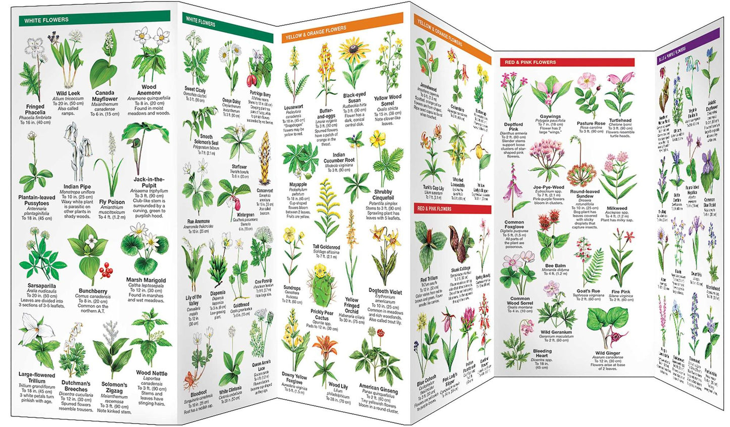 Appalachian Trail Trees & Wildflowers: A Waterproof Pocket Guide to Familiar Species
