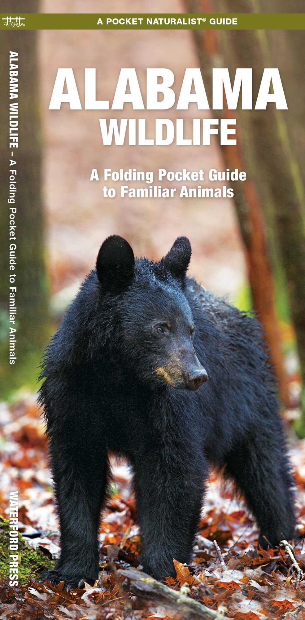 Alabama Wildlife: An Introduction to Familiar Species