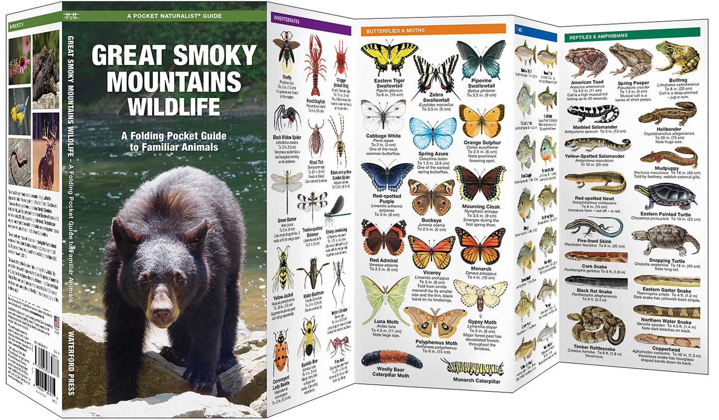 Great Smoky Mountains Wildlife: An Introduction to Familiar Species