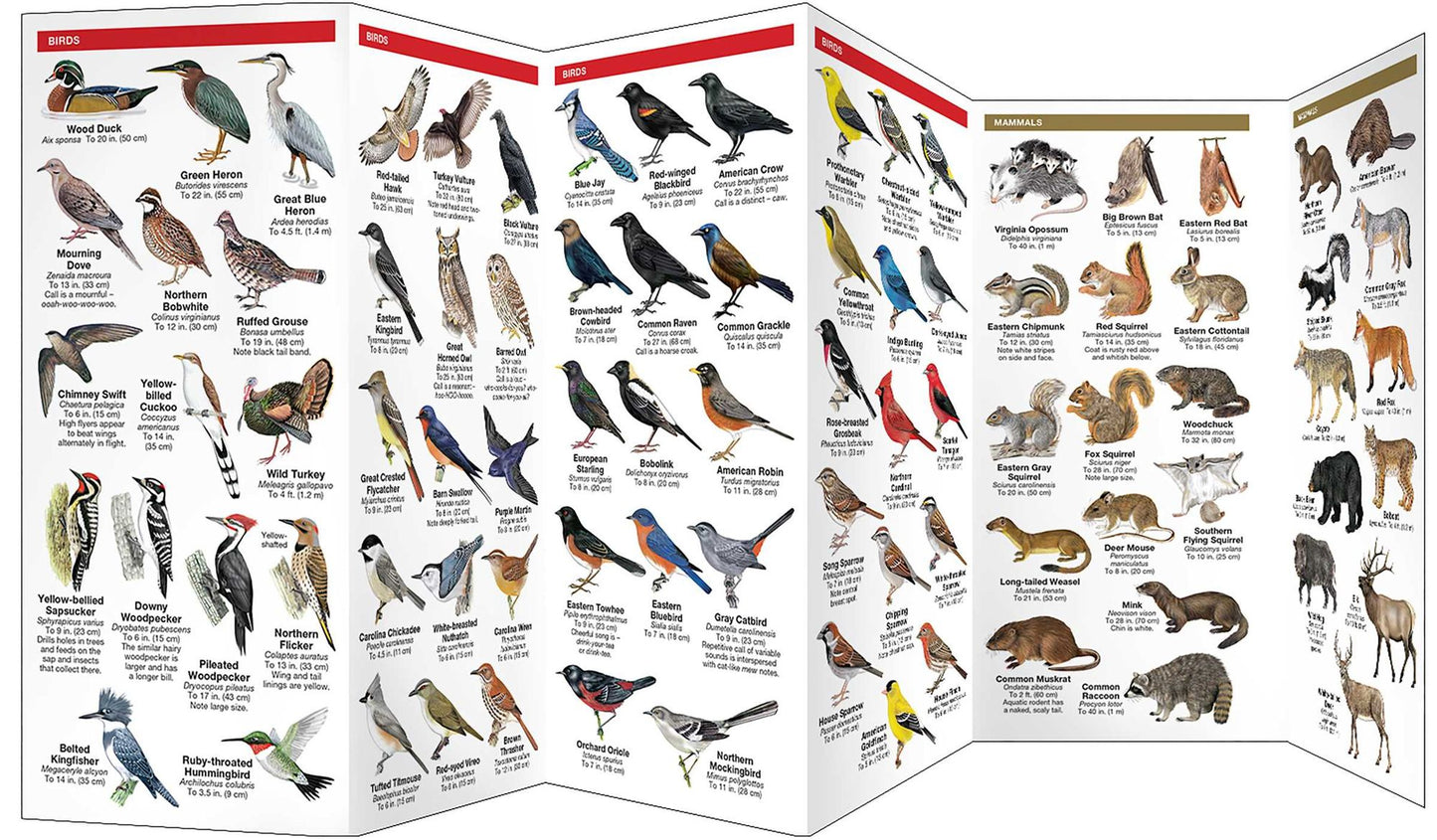 Great Smoky Mountains Wildlife: An Introduction to Familiar Species