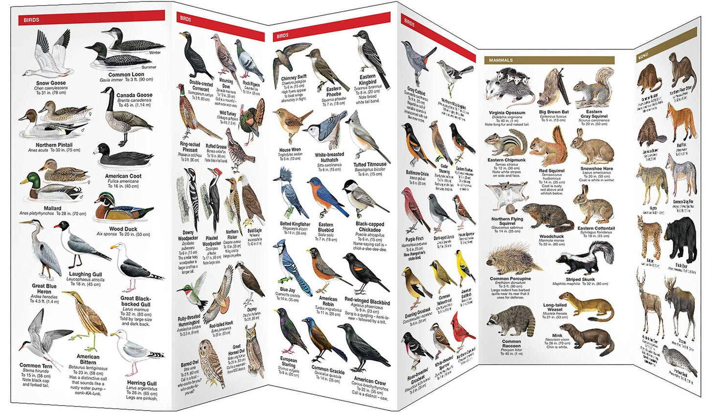 New Hampshire Wildlife: An Introduction to Familiar Species