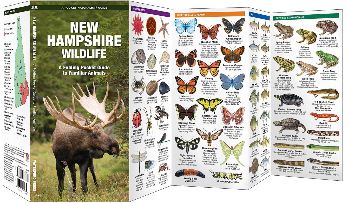 New Hampshire Wildlife: An Introduction to Familiar Species