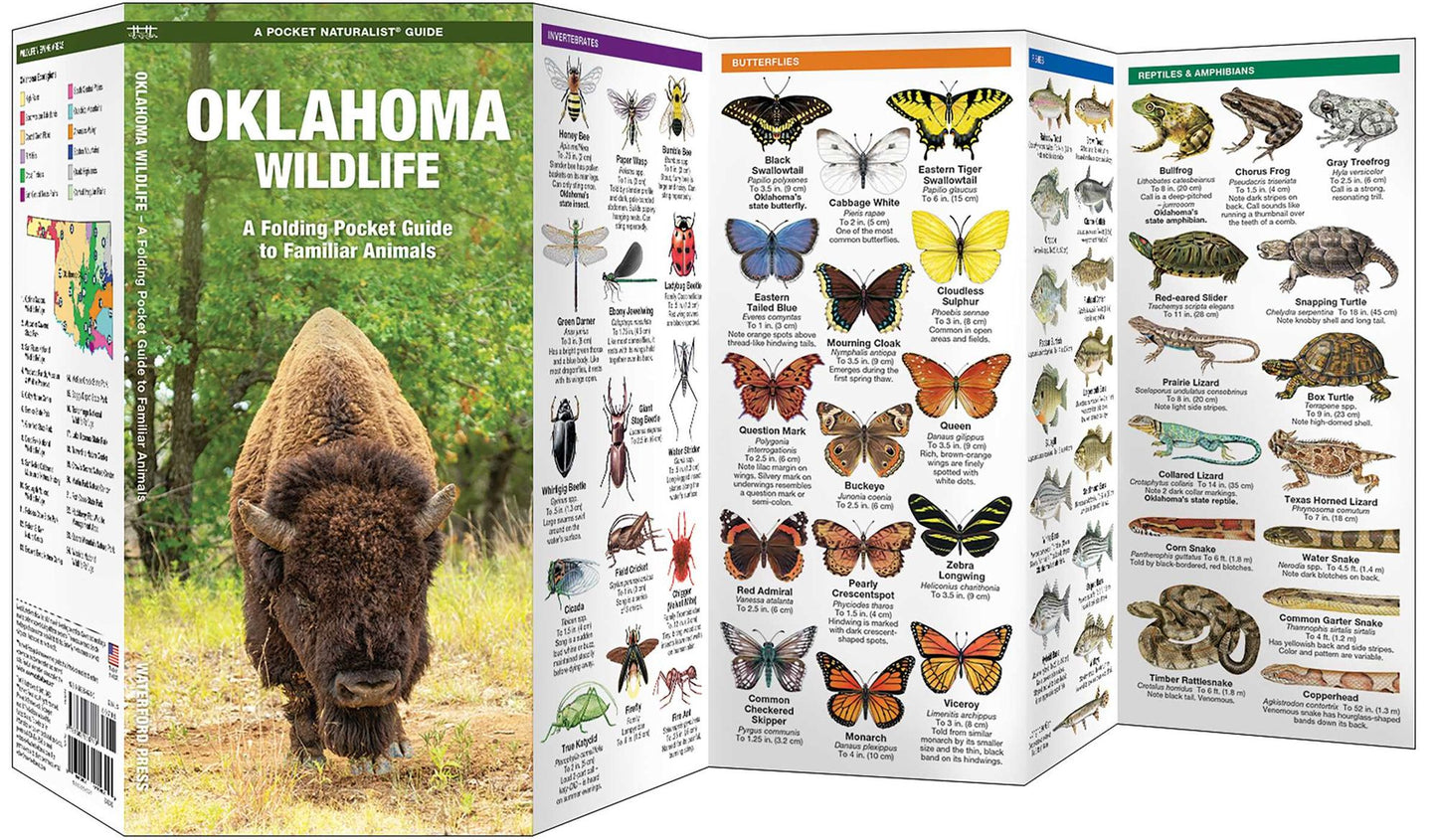 Oklahoma Wildlife: An Introduction to Familiar Species