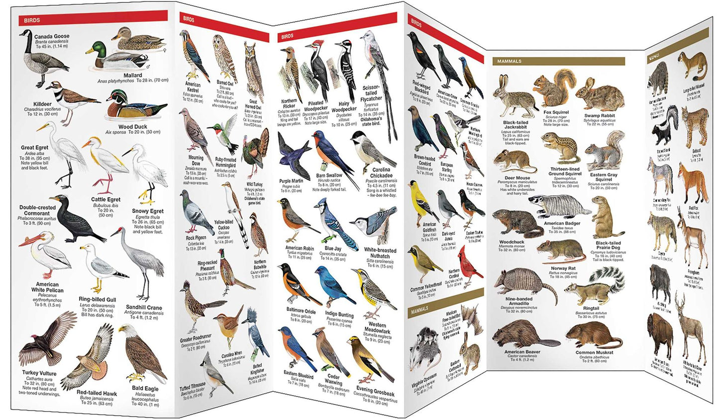 Oklahoma Wildlife: An Introduction to Familiar Species