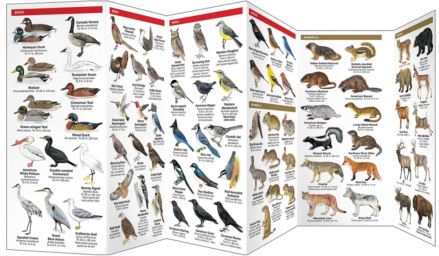 Wyoming Wildlife: An Introduction to Familiar Species