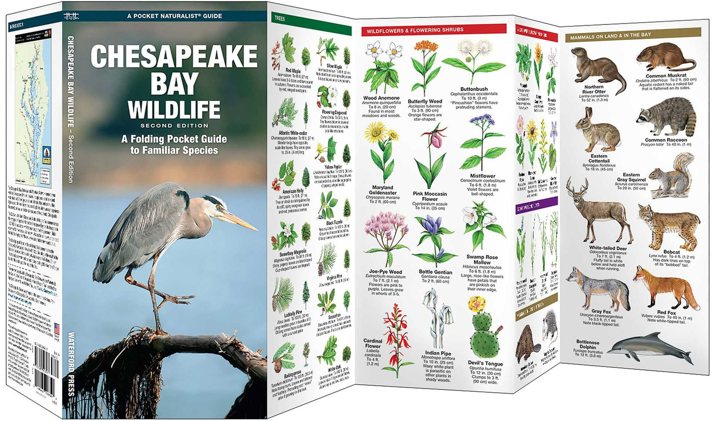Chesapeake Bay Wildlife