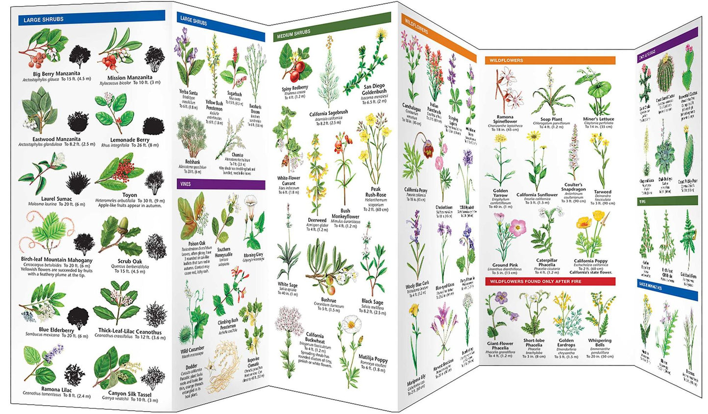 The Chaparral Shrublands of Southern California: An Introduction to Familiar Species
