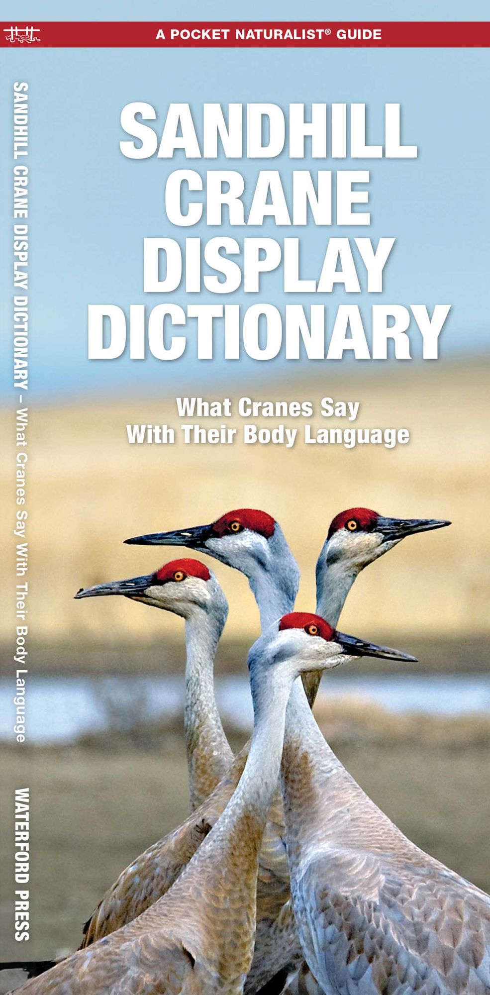 Sandhill Crane Display Dictionary: What Cranes Say with Their Body Language