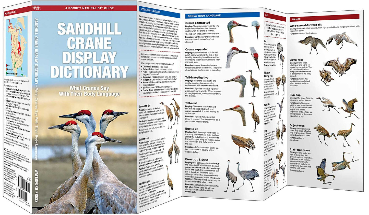 Sandhill Crane Display Dictionary: What Cranes Say with Their Body Language