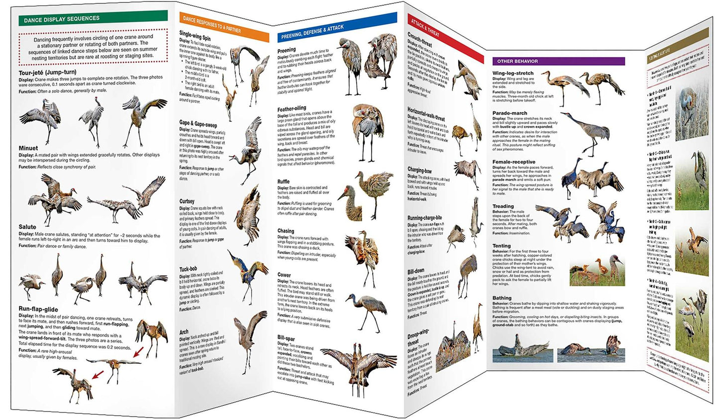 Sandhill Crane Display Dictionary: What Cranes Say with Their Body Language