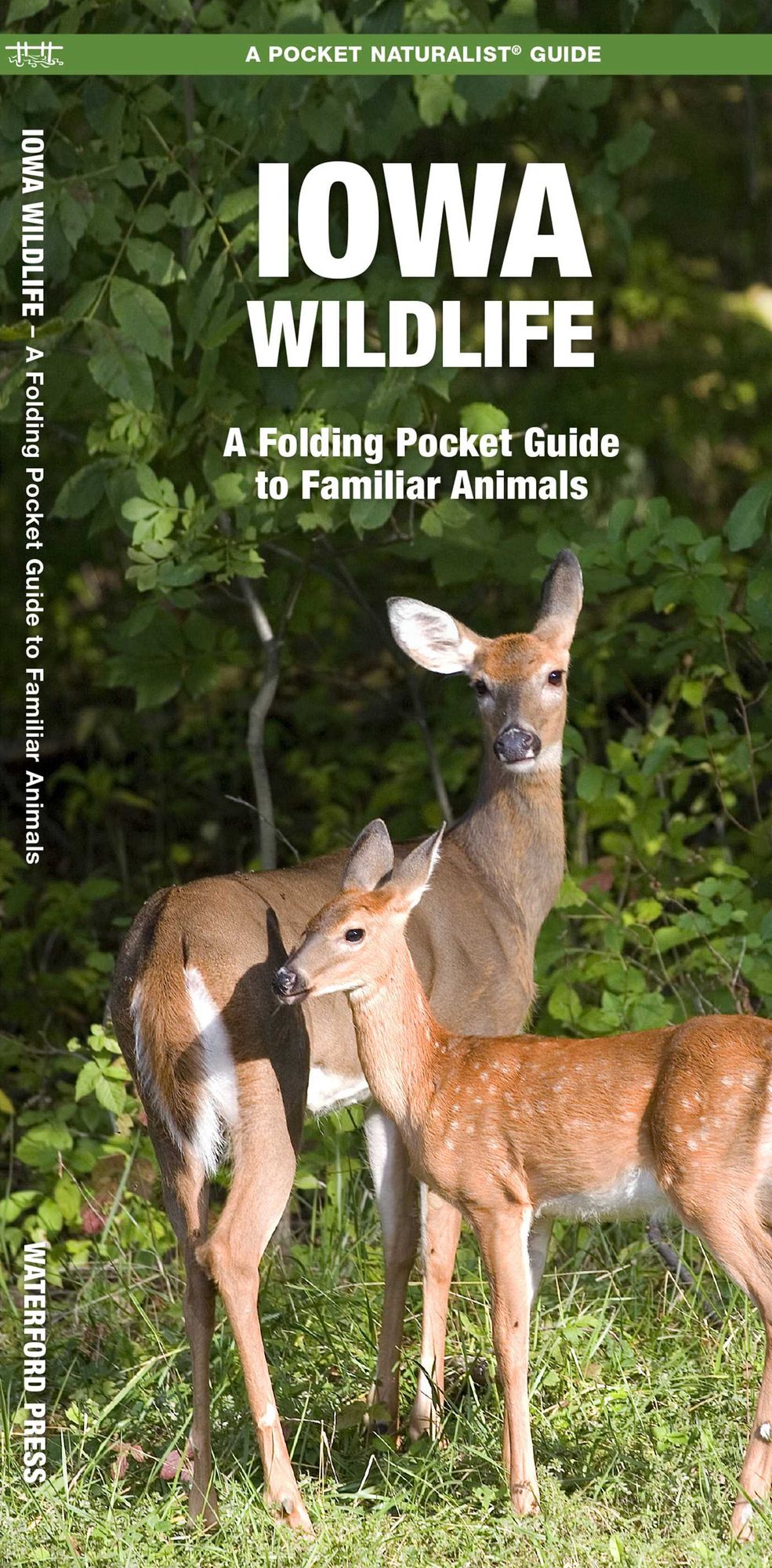 Iowa Wildlife: An Introduction to Familiar Species