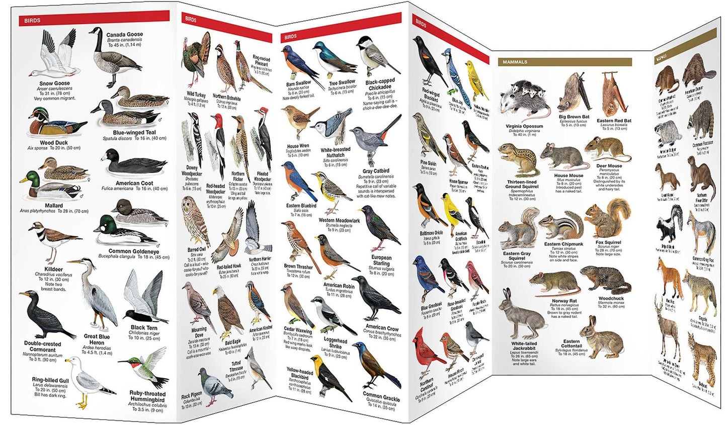 Iowa Wildlife: An Introduction to Familiar Species