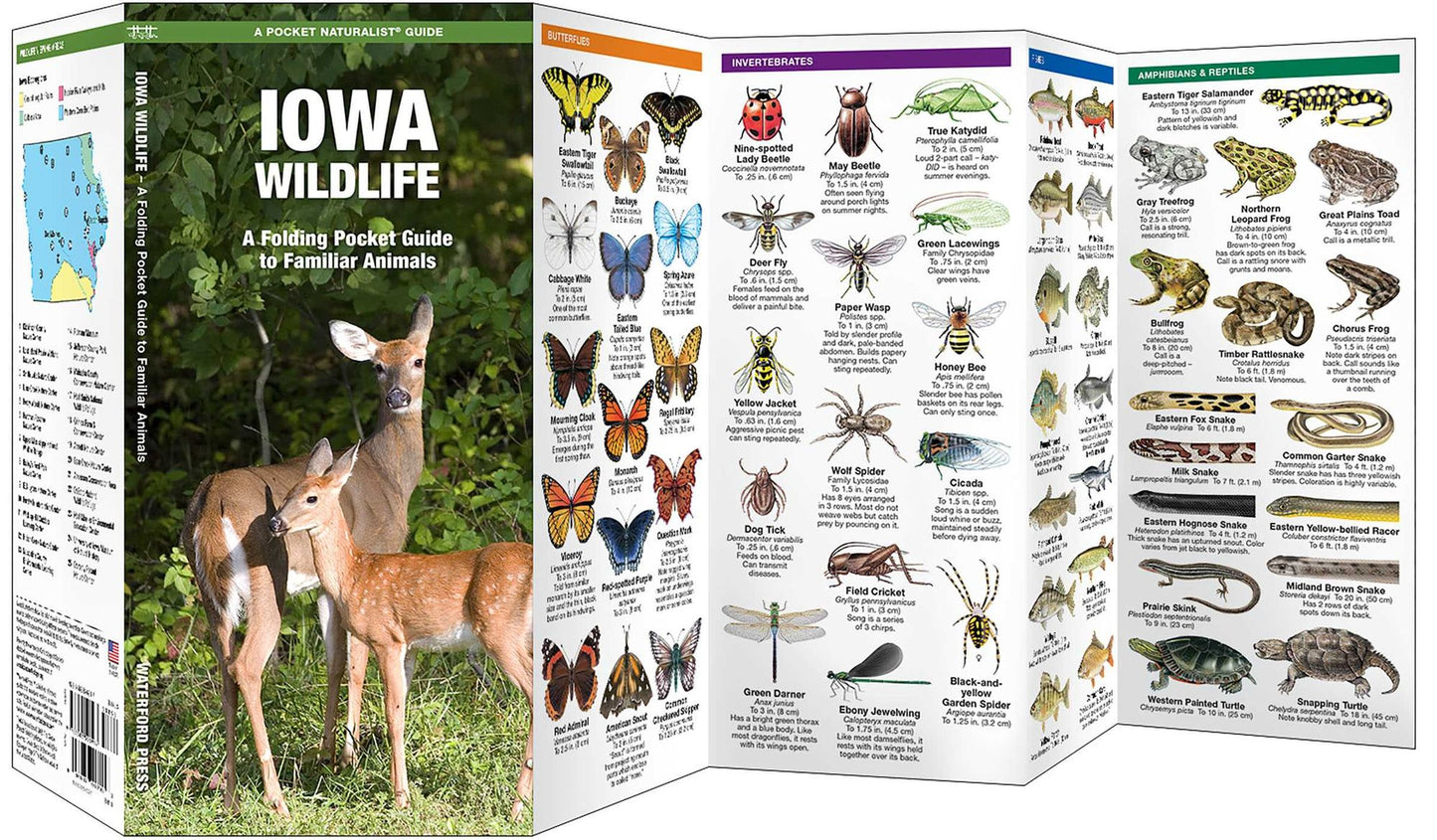 Iowa Wildlife: An Introduction to Familiar Species