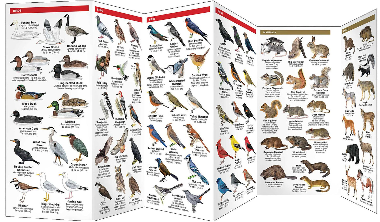 Maryland & DC Wildlife: An Introduction to Familiar Species