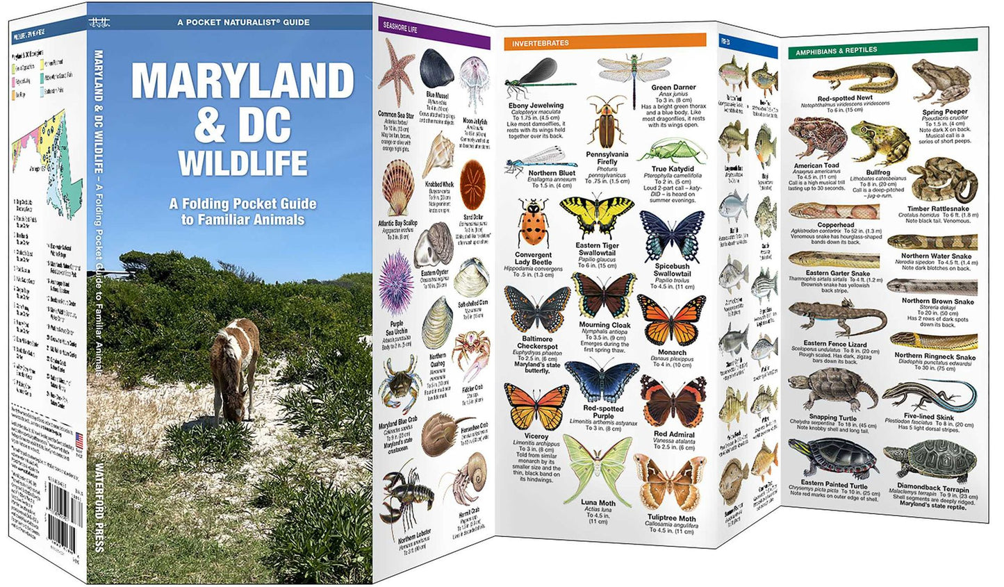 Maryland & DC Wildlife: An Introduction to Familiar Species