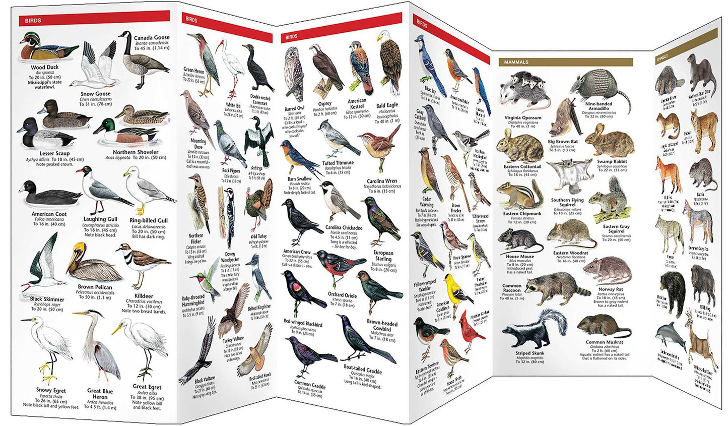Mississippi Wildlife: An Introduction to Familiar Species