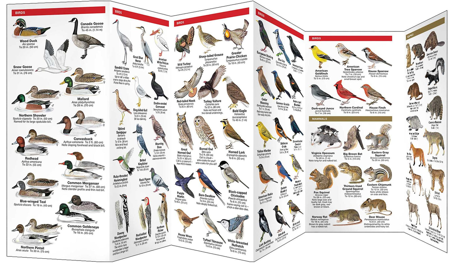 Nebraska Wildlife: An Introduction to Familiar Species
