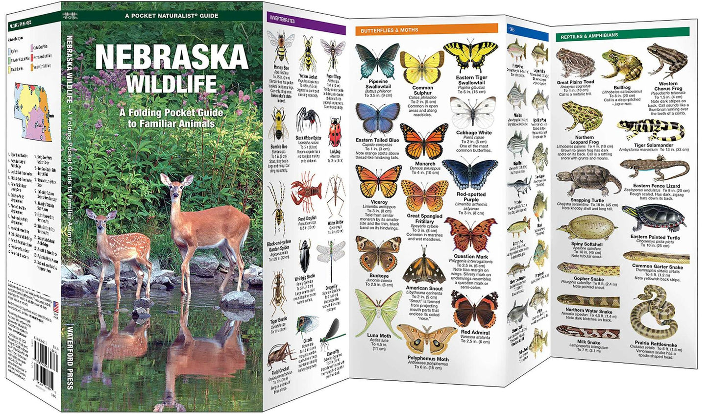 Nebraska Wildlife: An Introduction to Familiar Species