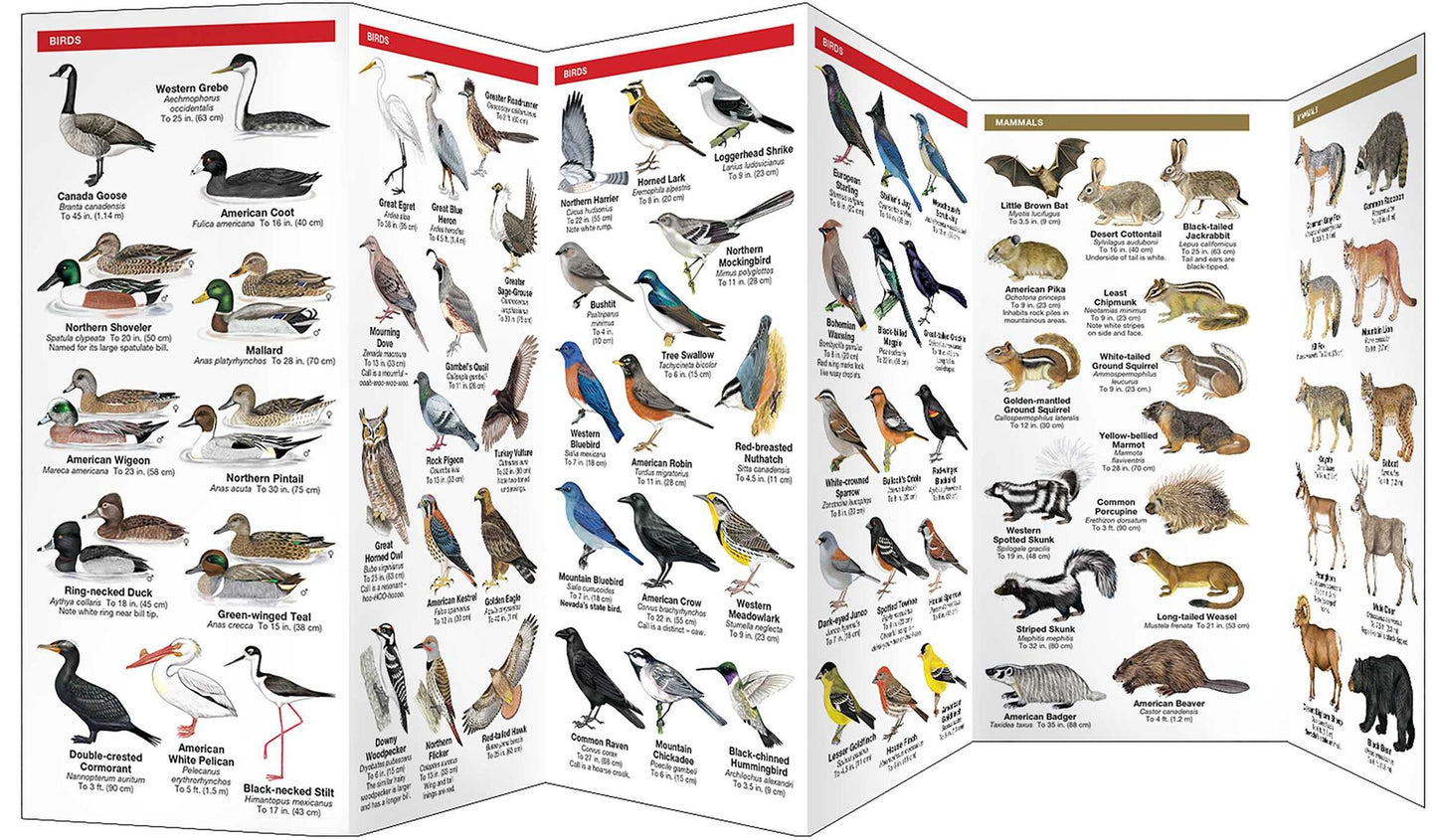 Nevada Wildlife: An Introduction to Familiar Species