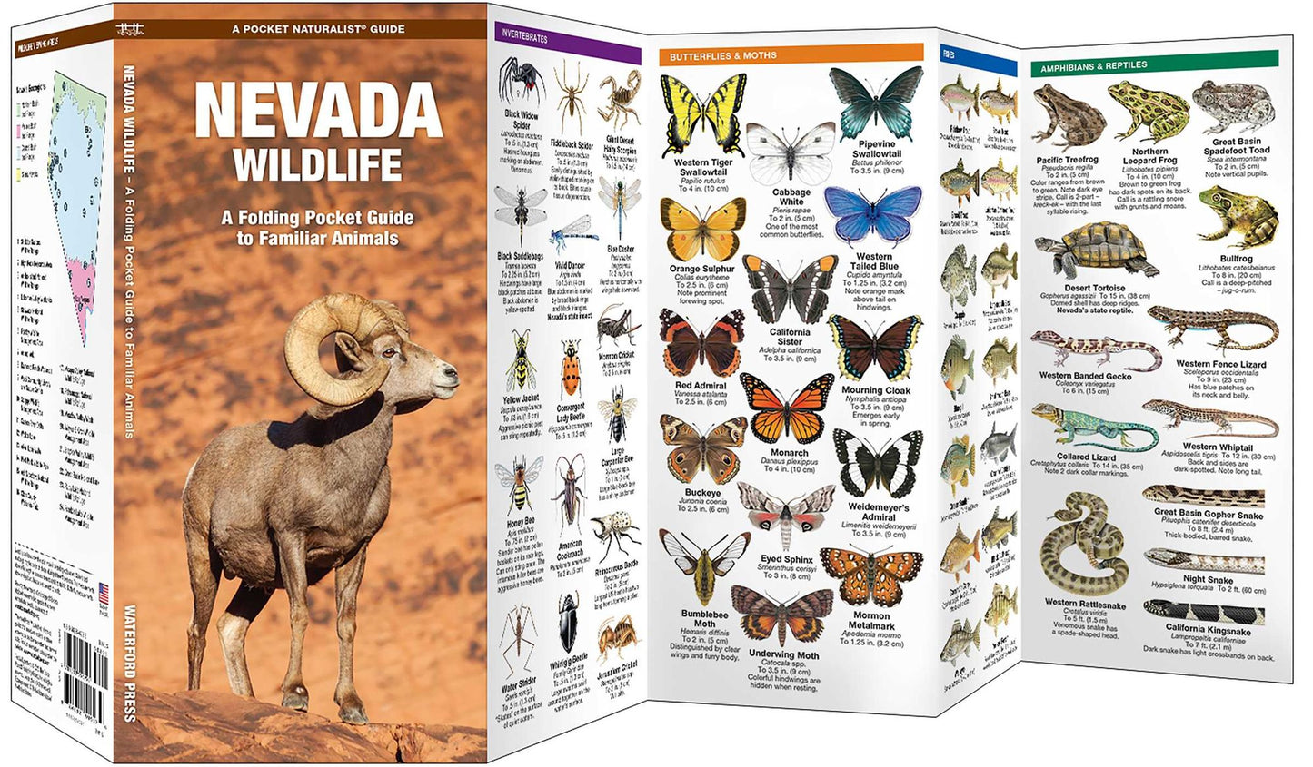 Nevada Wildlife: An Introduction to Familiar Species