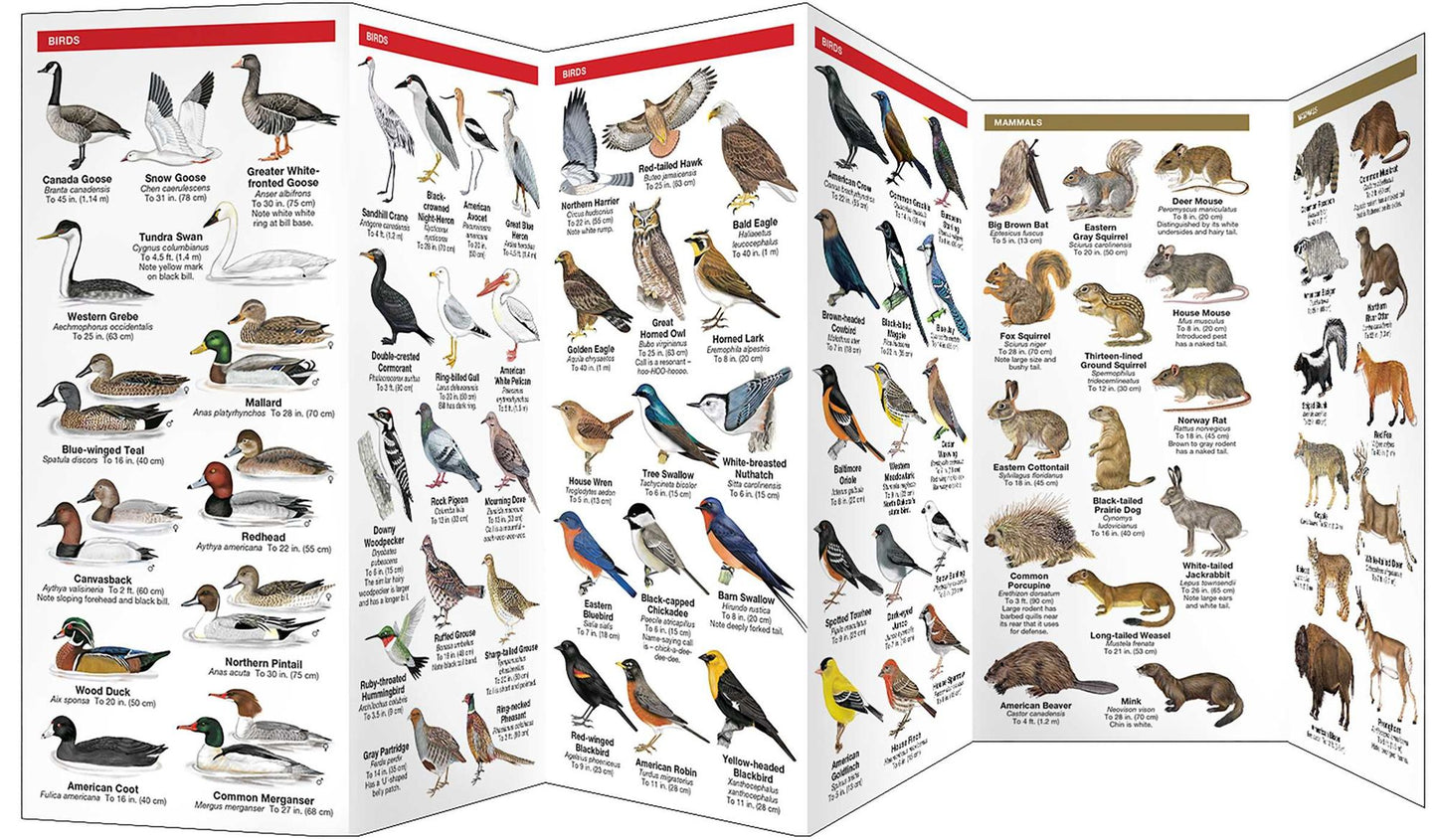 North Dakota Wildlife: An Introduction to Familiar Species