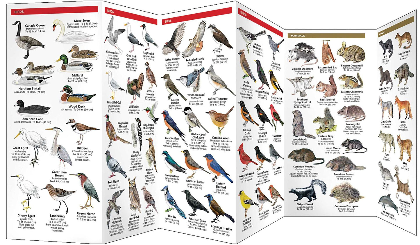 Rhode Island Wildlife: An Introduction to Familiar Species
