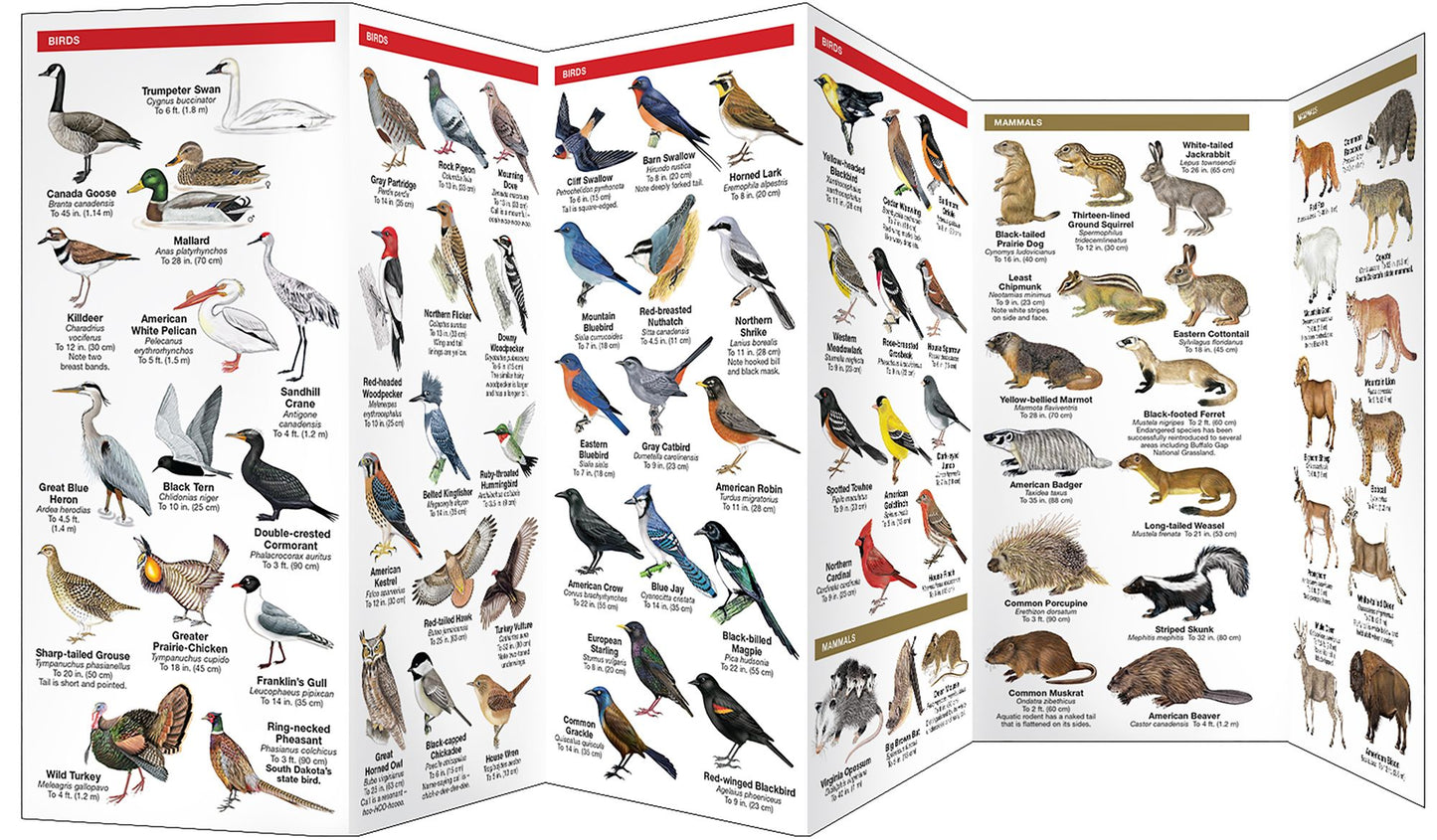 South Dakota Wildlife: An Introduction to Familiar Species