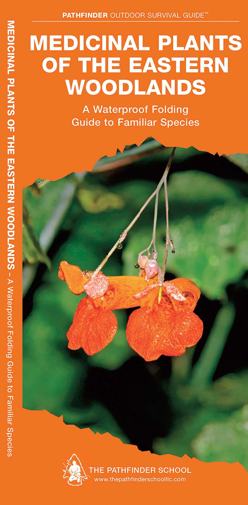 Medicinal and Other Useful Plants of the Eastern Woodlands: A Folding Pocket Guide to Familiar Species