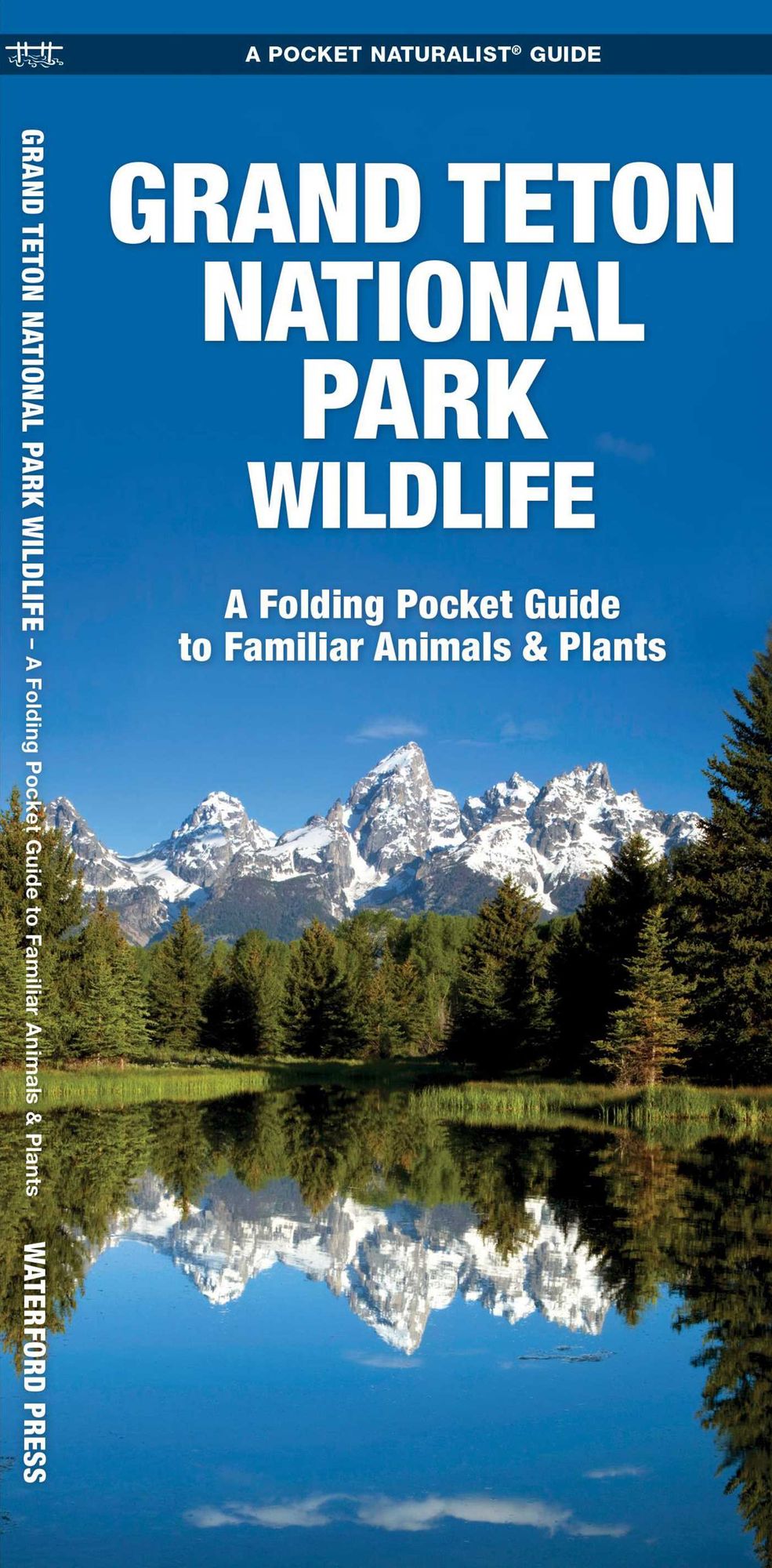Grand Teton National Park Wildlife: An Introduction to Familiar Species