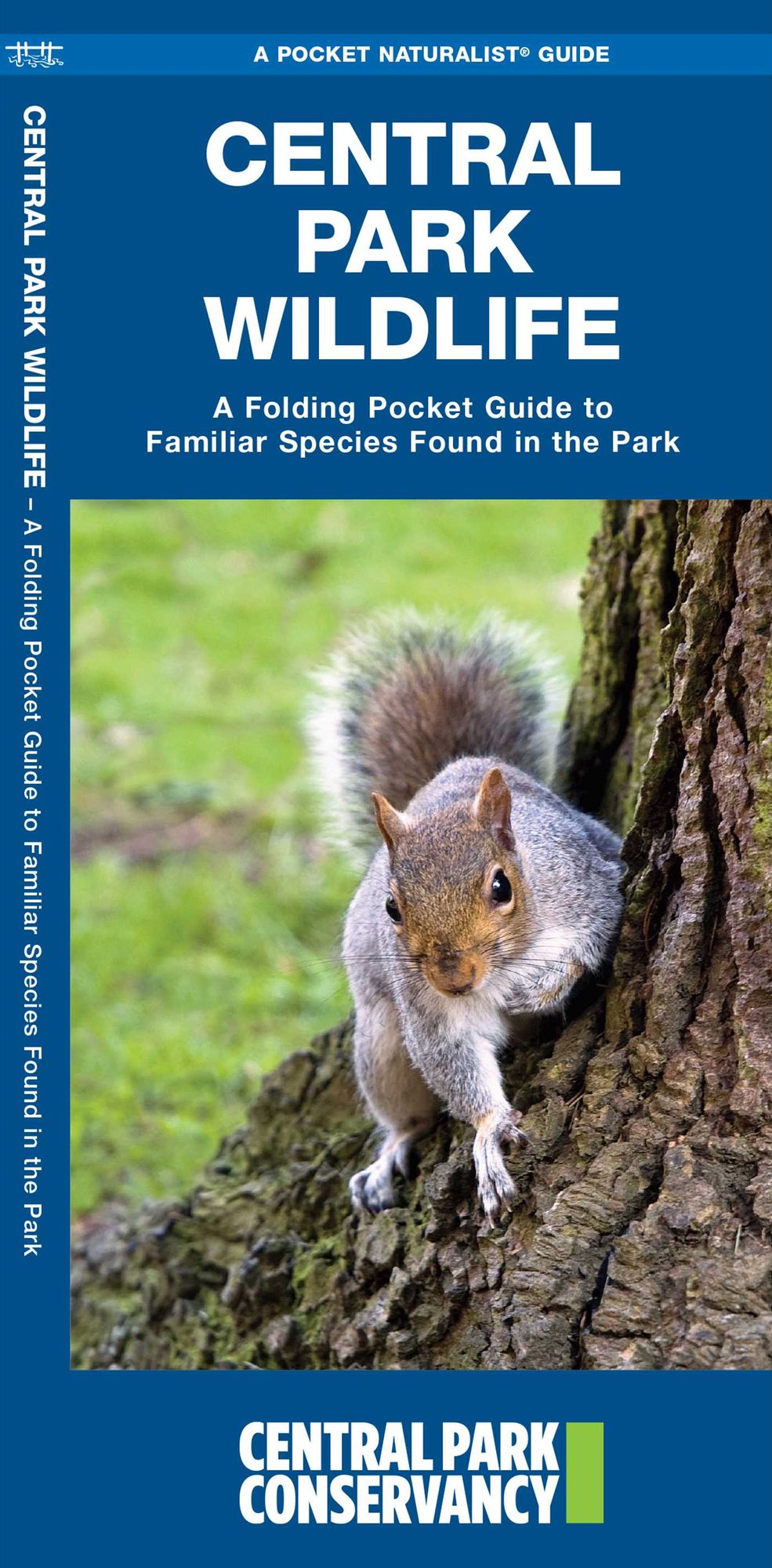Central Park Wildlife: An Introduction to Familiar Species