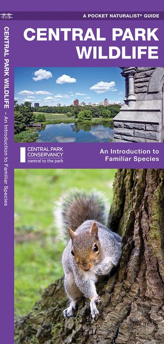 Central Park Wildlife: An Introduction to Familiar Species