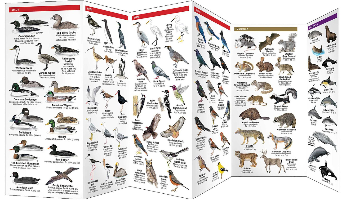 Monterey Wildlife: A Folding Pocket Guide to Familiar Species of the Monterey Peninsula