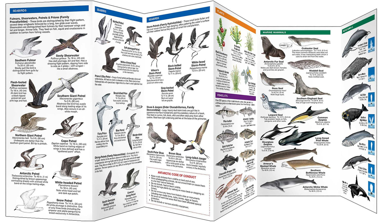 Antarctic Wildlife: A Folding Pocket Guide to Familiar Species of the Antarctic Continent and Subantarctic Environments