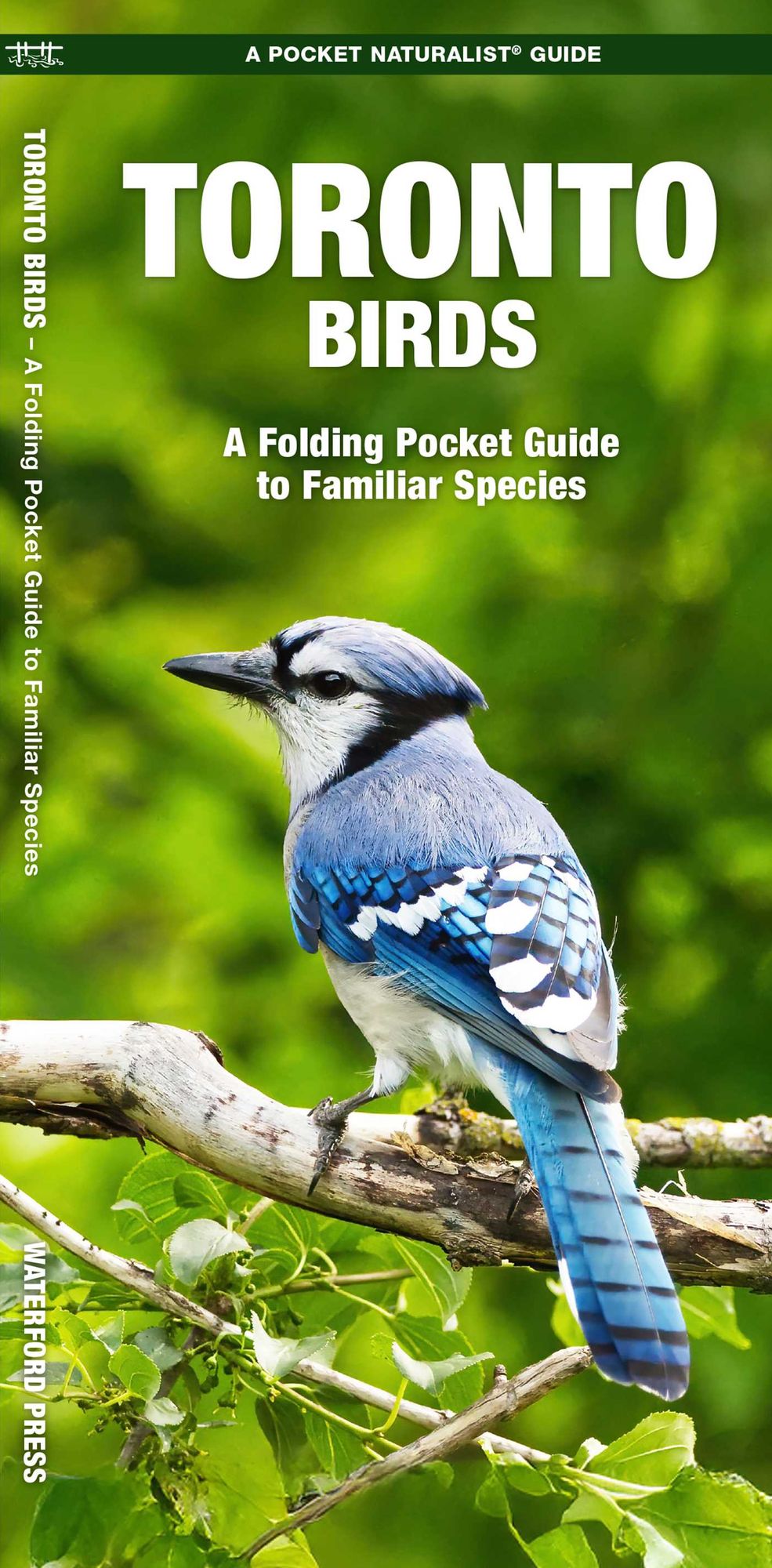 Toronto Birds: A Folding Pocket Guide to Familiar Species