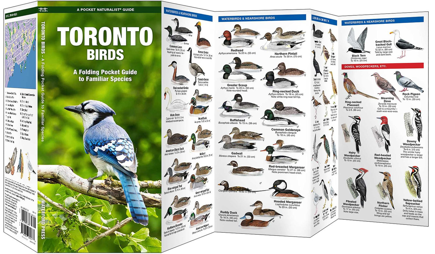 Toronto Birds: A Folding Pocket Guide to Familiar Species