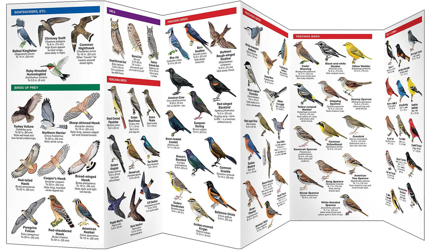 Toronto Birds: A Folding Pocket Guide to Familiar Species