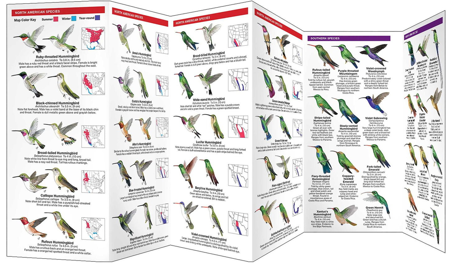 Hummingbirds: A Folding Pocket Guide to North American Species
