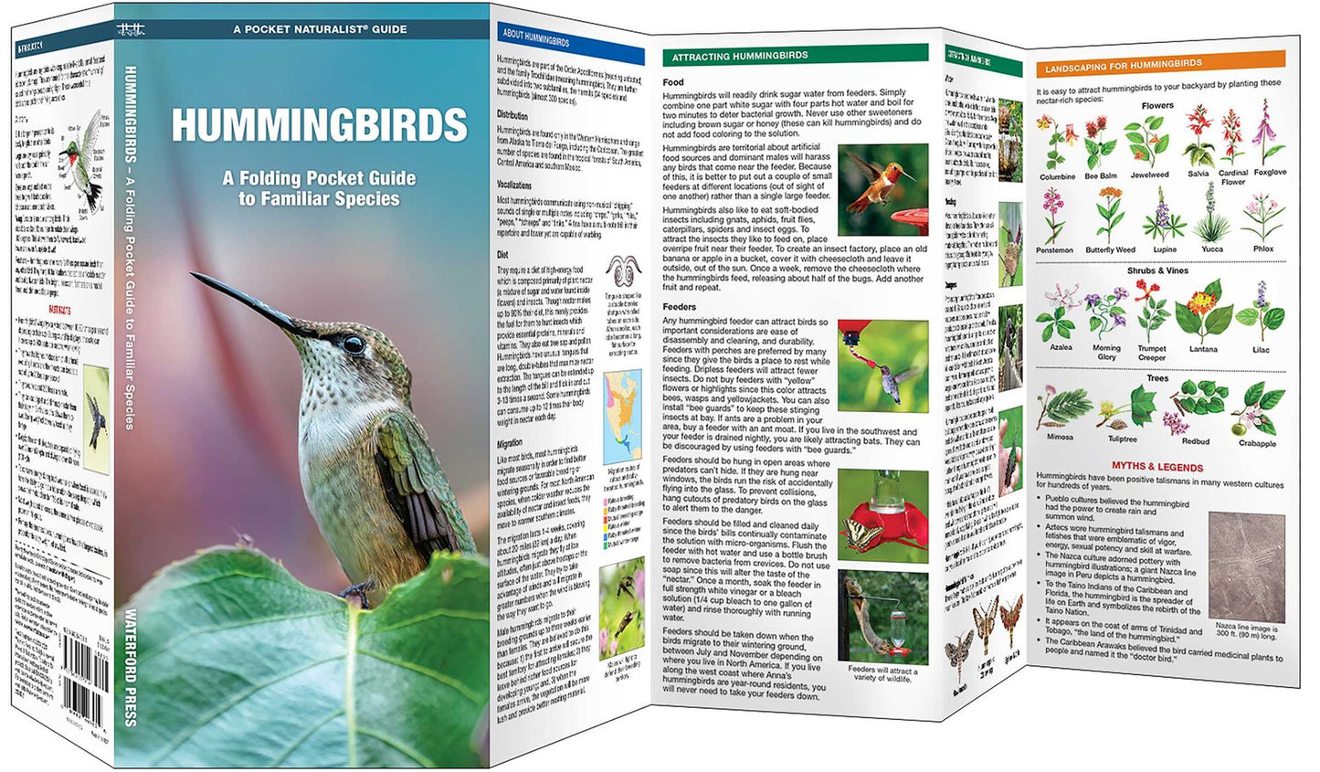 Hummingbirds: A Folding Pocket Guide to North American Species