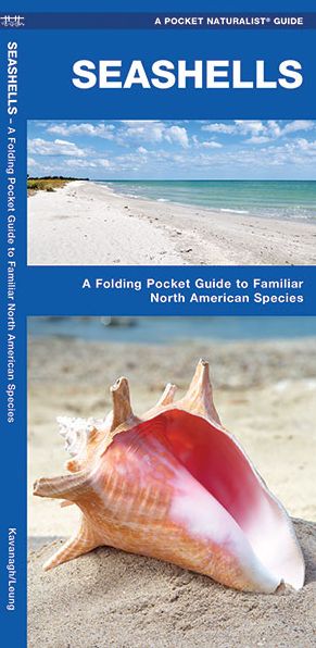Seashells: A Folding Pocket Guide to Familiar North American Species